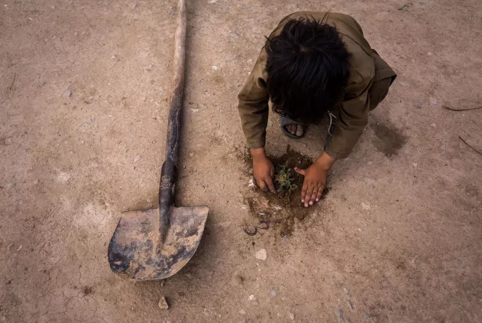 Child planting small plant in desert landscape 